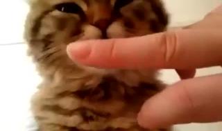 为什么猫咪一直在吸我的脸和手 猫咪舔主人的手
